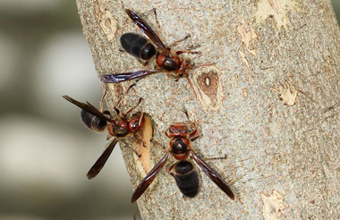 黑腹虎頭蜂日間群聚吸食樹液